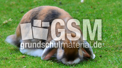 Widderkaninchen (12).jpg